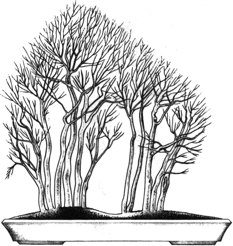 YOSE—UE (jednotlivé stromky ve společné nádobě tvoří malý les)