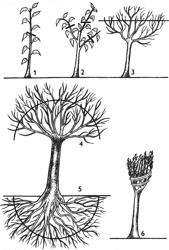 Tvarování HOKIDACHI: 1, 2, 3 – seřezávání větví až do vodorovné polohy, 4,5 – úprava šíře koruny a kořenů tak, aby vznikla mezi nimi rovnováha, 6 – větve sevřené do svazku se seříznou jediným řezem nebo sestřihem