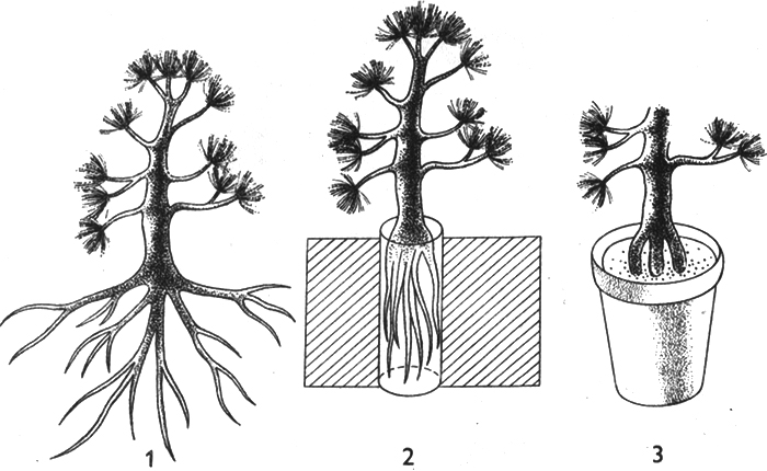 Výchova kořenů pro typ NEAGARI a SEKIJOJU (popis na str. 97—98)