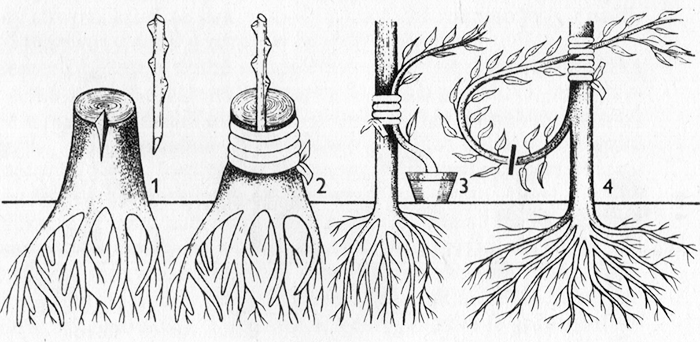 Přidávání větví: 1, 2 – roubováním za kůru, 3 – přikájením s použitím zakořenělé rostliny, 4 – přikájením postranní větve