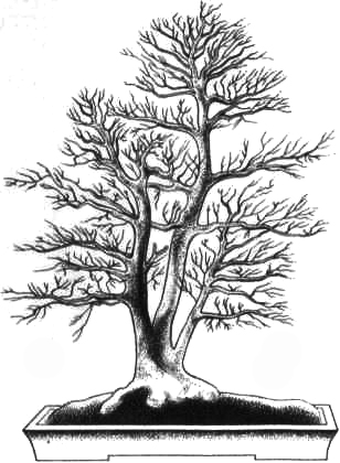 SANKAN — strom se třemi kmeny (otec, matka, syn)