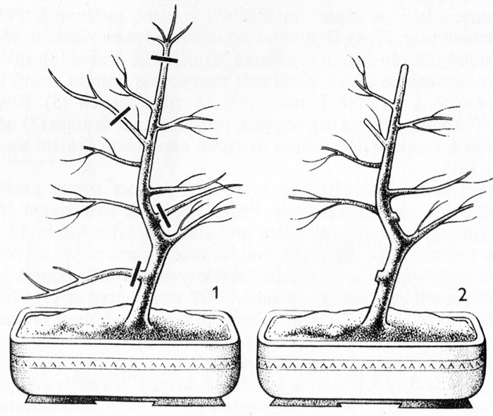 Odřezávání větví 5 let starého ovocného stromku (1, 2)