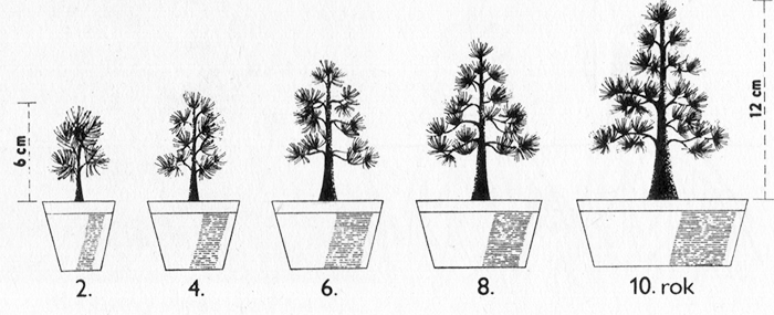 Vývoj a tvarování borovice ze semene od 2, až do 10. roku, pěstování s uvedením výšky a velikosti nádoby